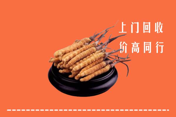 附近收购：塔城冬虫夏草回收多少钱每克